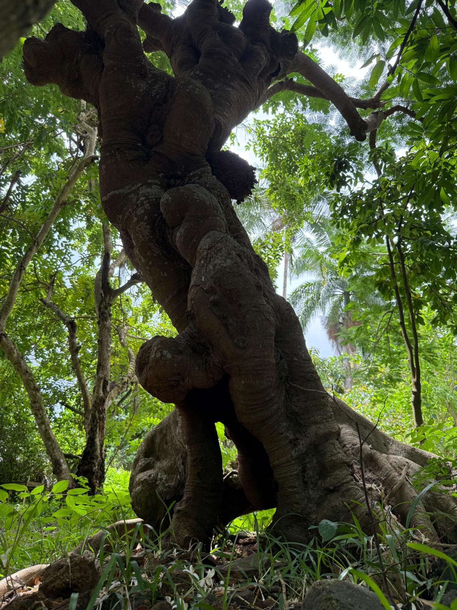 Mbweni Ruins & Gardens Previously Jungle Paradise Zanzibar Buitenkant foto